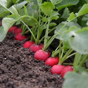 Как выращивают редиску в теплице на продажу