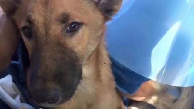 За изжеванный ботинок мужчина отомстил собаке с невероятной жестокостью. смотреть онлайн