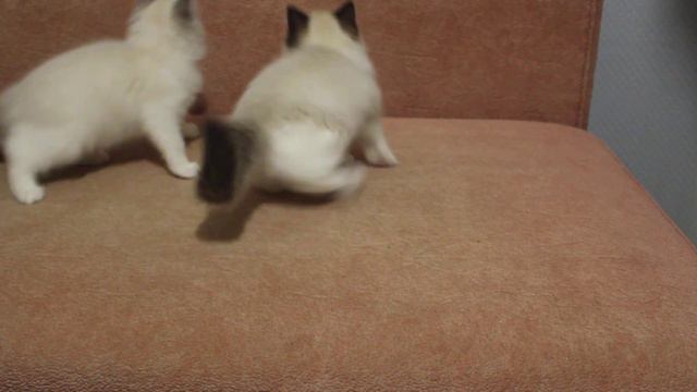 Котята породы Ragdoll смотреть онлайн