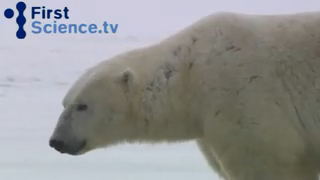 Дружба полярного медведя и собаки смотреть онлайн