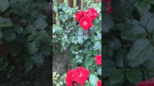 Парковые морозостойкие неукрывные розы Lydia Freiman,Rugelda, Robusta, Rheinaupark