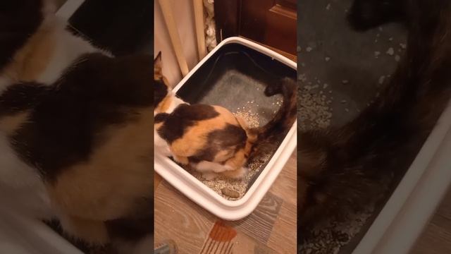 Кошка ходит в лоток | Вита | Смотри описание смотреть онлайн