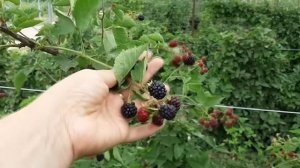 Ежевика Лох Тей. Рассмотрим все плюсы и минусы