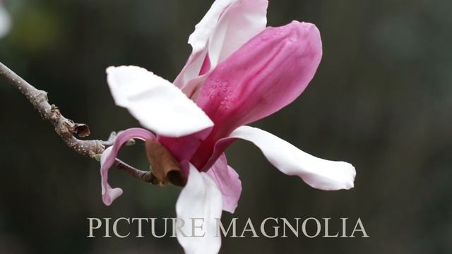 Top 5 Flowering Trees смотреть онлайн