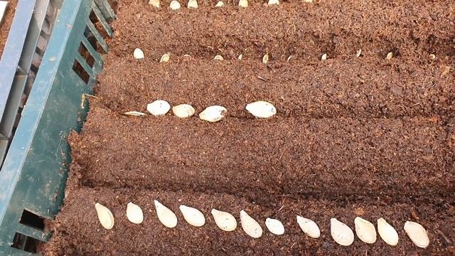 Посев тыквы на рассаду. смотреть онлайн