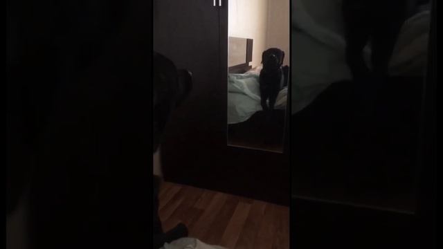 Лабски Джек разговаривает с отражением смотреть онлайн
