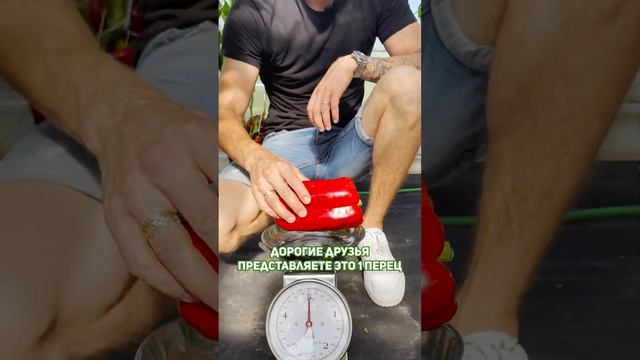 ПЕРЕЦ ЛАМУЙО смотреть онлайн