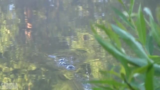 РЫБАЛКА ИЗ ПРОШЛОГО на бамбуковую удочку с гусиным пером Ловля плотвы на лесном пруду смотреть онлайн