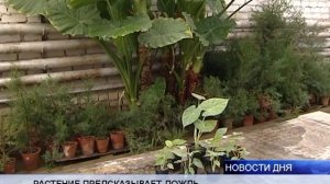(16+) КОГДА ПЕРЕСТАНЕТ «ПЛАКАТЬ» АЛОКАЗИЯ?