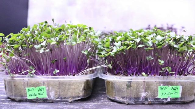 ТЕСТИРУЕМ МОЩНОСТЬ ЛАМПЫ: как она влияет на рост микрозелени смотреть онлайн