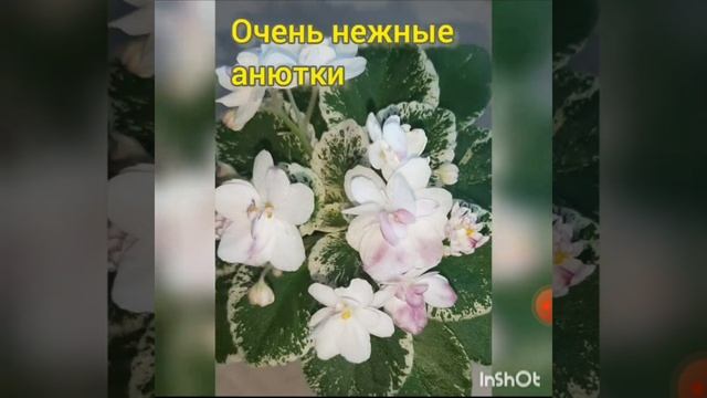 фиалка/сенполия 