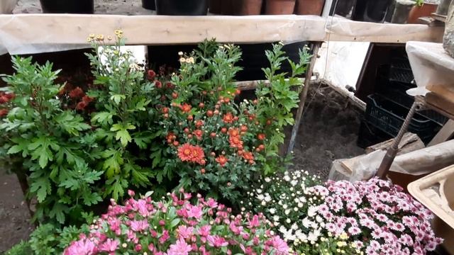 Как правильно обрезать хризантемы перед зимой смотреть онлайн