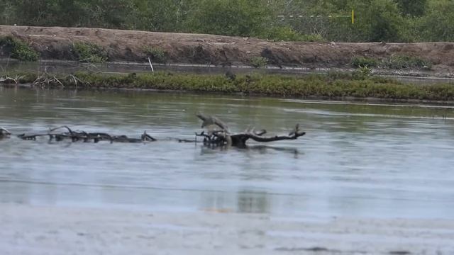 PCP Java Evo Hunting / Berburu Burung Dapat 89 Meter Lokasi Tambak Ikan смотреть онлайн
