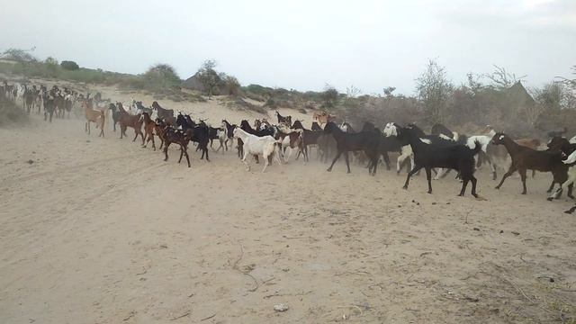 Herd of goats returning home from Forest at evening time || #TharDesert смотреть онлайн