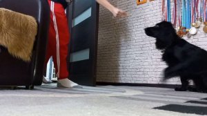 Команда голос для русского спаниеля || Русский спаниель