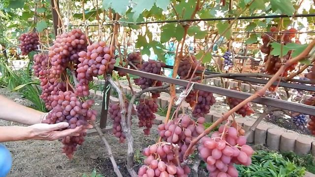 Виноград Гомельщины. Виноградная леди Ольга.Ландшафтный дизайн. смотреть онлайн