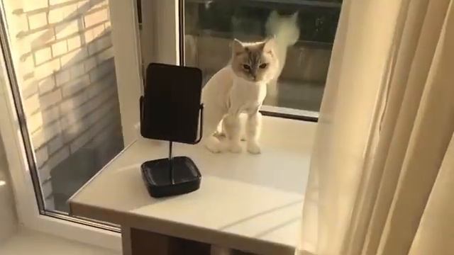 Стрижка кошки Санкт-Петербург смотреть онлайн