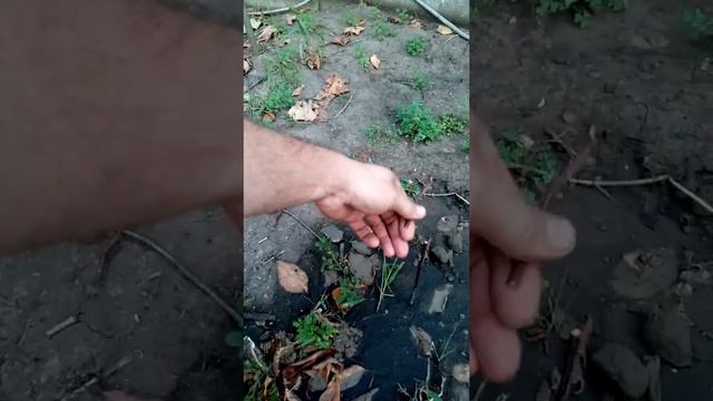 Обзор экзосада в середине сентября смотреть онлайн