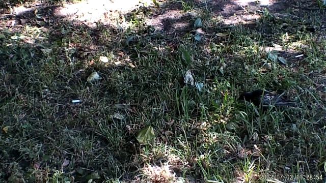 Записки ветврача орнитолога. Черный скворец. Птицы Москвы и Московской области. смотреть онлайн