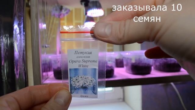 Всходы петунии из интернет магазина в 2018 году смотреть онлайн