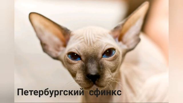 3 ВИДА ЛЫСЫХ КОШЕК смотреть онлайн