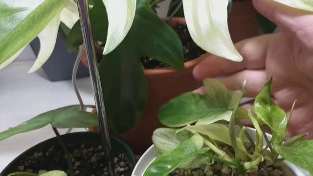 Växtbelysning till Florida Ghost "mint". смотреть онлайн