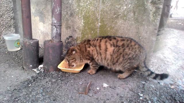 В честь 8 марта кошку кормлю паштетом Whiskas! In honor of March 8 cat fed with Whiskas pate! смотреть онлайн