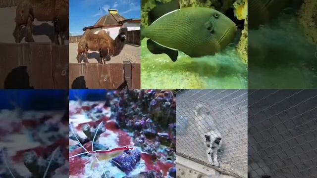 Minsk Zoo???. Belarus. Animals???. Funny?. Минский зоопарк. Смешные интересные животные. смотреть онлайн