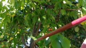 Чудо вишня лучший гибрид вишни и черешни  что ждать от поросли