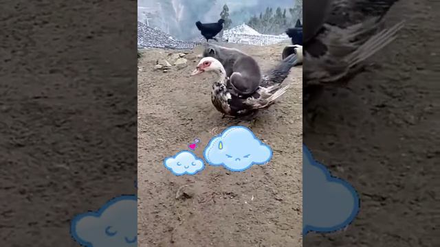 О живой природе и ее обитателях! Сборник красиво