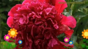 Пион молочноцветковый Инспектор Лаверн. Краткий обзор paeonia lactiflora Inspecteur lavergne