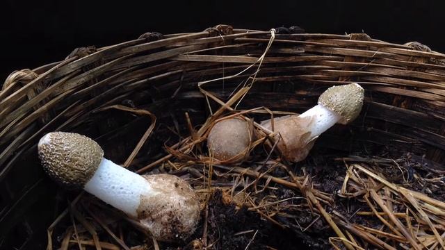 เยื่อไผ่ เห็ดเยื่อไผ่บาน timelapse смотреть онлайн