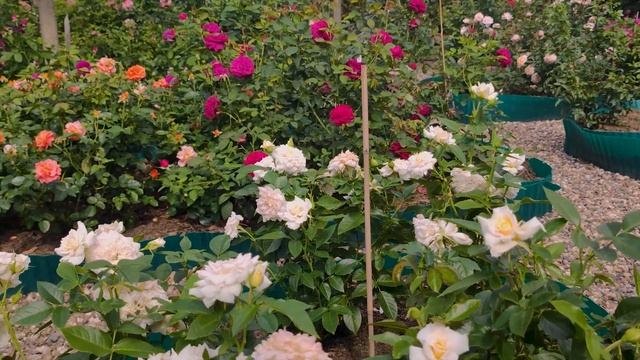  смотреть онлайн