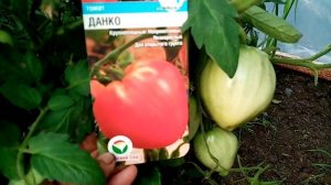 Помидоры «ДАНКО». Как Растут и Завязываются на  2 июля 2021г. Мой Любимый Сорт!!!