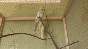 Зачем стричь когти у попугаев Нимфа -Корелла. Способы укорачивания когтей.