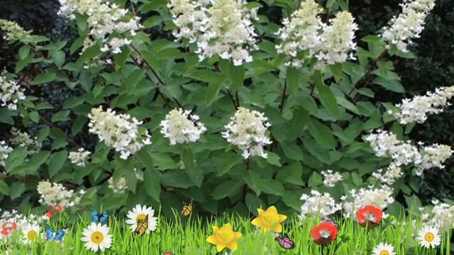 Гортензия метельчатая Юник ? Обзор: посадка и уход. саженцы гортензии Юник: описание и особенности смотреть онлайн