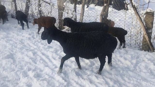 (701) ягнята играются смотреть онлайн