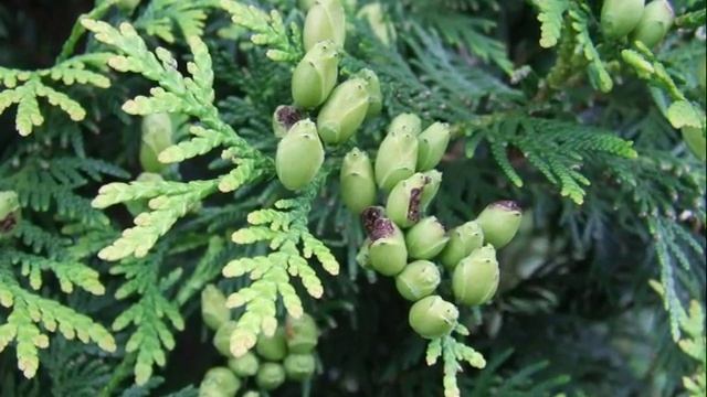 Thuja occidentalis смотреть онлайн