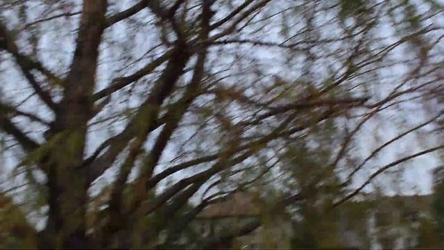 Meet Metasequoia glyptostroboides смотреть онлайн