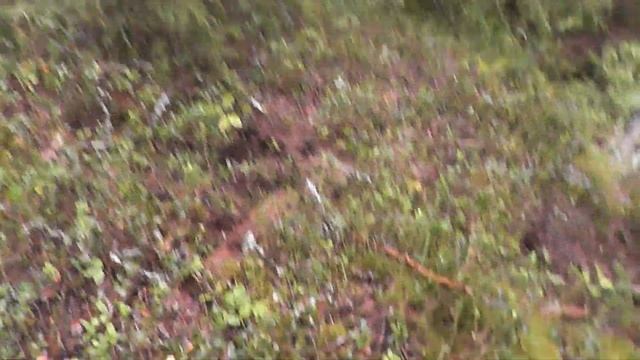 ВОТ ЭТО НАХОДКИ! Я стану богатым в ЭТОМ ЛЕСУ! Первый опыт КОПА! Железный ЛЕС. смотреть онлайн