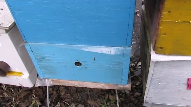 ответы на вопросы - как простыми средствами улучшить развитие пчелиной семьи