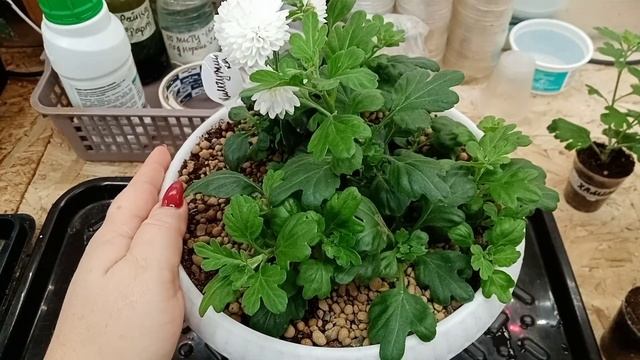 ?Черенкование хризантемы.?Осень,зима ,весна.? смотреть онлайн