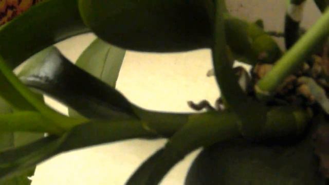 Омоложение орхидеи-осмотр нижней части. смотреть онлайн