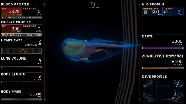 FW 302: Sperm whale dive, 3D simulation смотреть онлайн