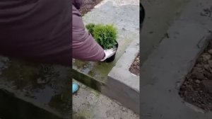 Сажаем тую Даника  поздней осенью.