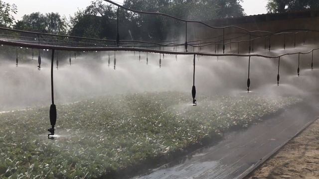 Микродождевание при укоренении земляники