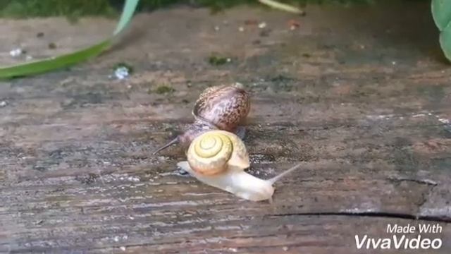 красивые #улитки Песня про улитку. смотреть онлайн