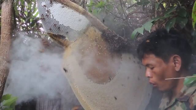 Сбор меда от диких лесных гигантских пчел в Камбодже! Сollecting honey from wild bees in Cambodia смотреть онлайн