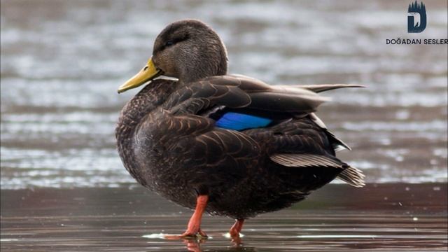 AMERİKAN SİYAH ÖRDEK SESİ - AMERİCAN BLACK DUCK SOUND смотреть онлайн