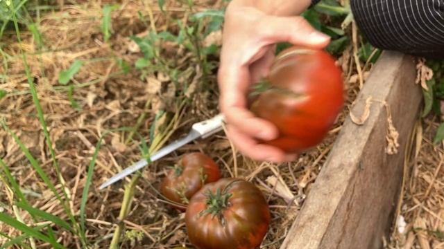 Биф-томат «Арбузный» от агрофирмы Гавриш